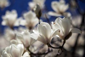 Tóth Szilvia-az angyalterapeuta naplójából-a félelem ereje