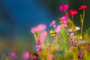 Tóth Szilvia-gyógyító gondolatok-kreatív áldás